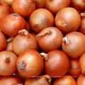 Fresh agricultural products onion yellow exporter